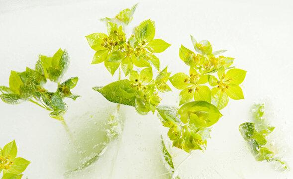 Small round leaves and green flowers of Bupleurum rotundifolium, Round-leaved thorough-wax, frozen into a block of ice