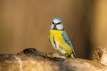 Blue tit