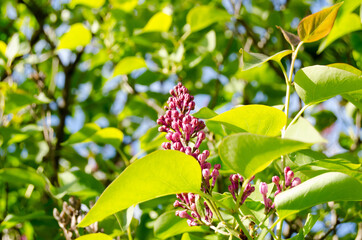 Obraz premium Photo of blossoming lilacs in the garden