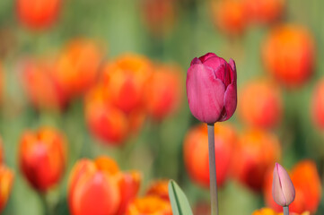 one pink tulip in a field of orange tulips.