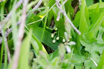 Photo of blooming lilies of the valley in the garden