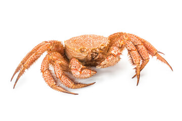 fresh cooked crab quadrangular hairy or red crab isolated on white background