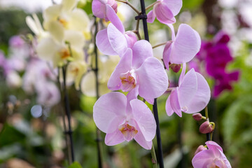 Beautiful orchid flowers are grown at the greenhouse