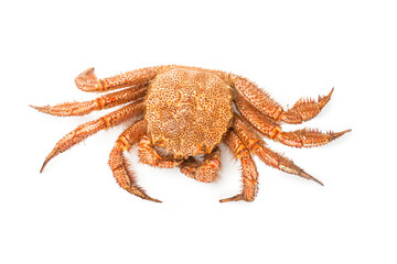 fresh cooked crab quadrangular hairy or red crab isolated on white background