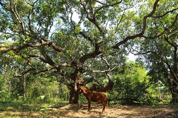 Horse at a tree in an Indian village