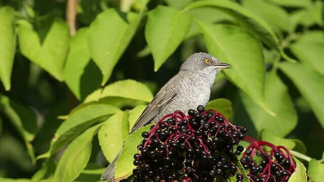 bird on a branch