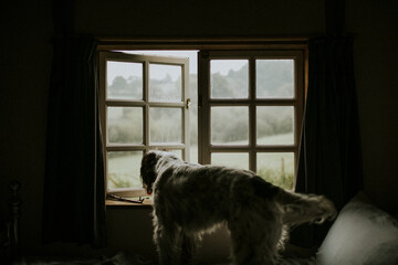 Dog looking out through the window