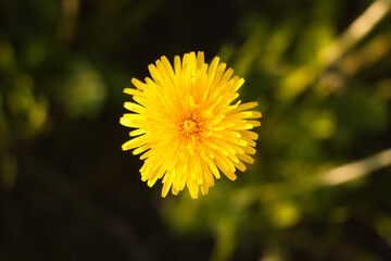 yellow dandelion flower, selective focus, blur