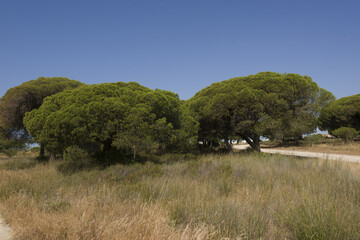 trees in Park Ria Formosa, in Olhao, Algarve, Portugal