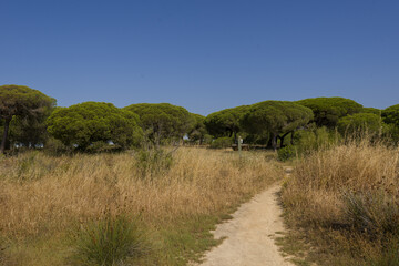 Fototapeta na wymiar trees in Park Ria Formosa, in Olhao, Algarve, Portugal