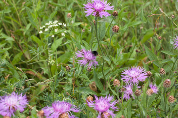 beautiful pink purple cornflowers (Centaurea jacea) in a summer meadow