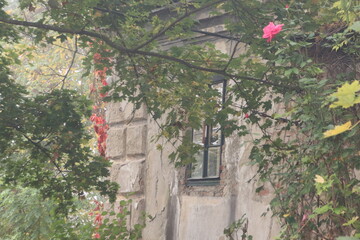 Fototapeta na wymiar Rose im Herbst mit Mauer 