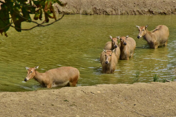 Nilgauantilopfen durchqueren einen Fluss