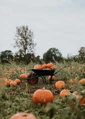 Halloween pumpkins in a wheelbarrow dark autumn mood