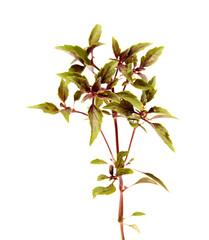 Variety of purple basil with narrow serrated leaves, small branches isolated on white 

