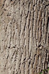 Baumrinde, Borke mit Schatten, Holztextur, Hintergrund, Deutschland, Europa