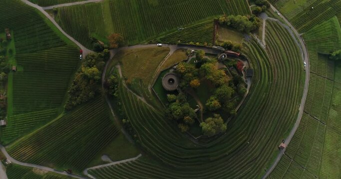 Top view at the blooming vineyard at Burgruine Weibertreu in Weinsberg, Heilbronn district in Germany. Circling copter. 4k footage.