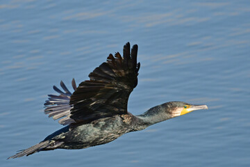 カワウ、野鳥、池、飛翔、旅立ち
フライング
