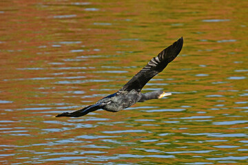 Obraz premium カワウ、野鳥、池、飛翔、旅立ち フライング 