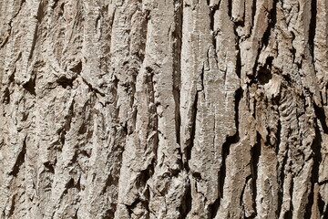 Baumrinde, Borke mit Schatten, Holztextur, Hintergrund, Deutschland, Europa