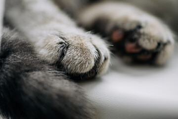 Cat gray paws close up soft focus