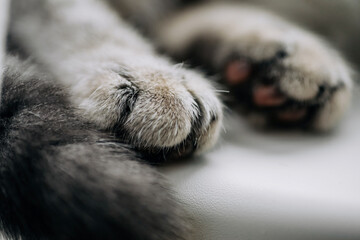 Obraz premium Cat gray paws close up soft focus