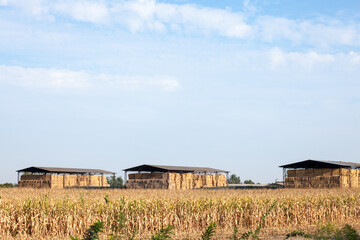 Fototapeta na wymiar Barn full of haystacks and hay bales and straw standing in front of a cornfield in a rural landscape of Vojvodina, in Serbia, the most agricultural part of the country