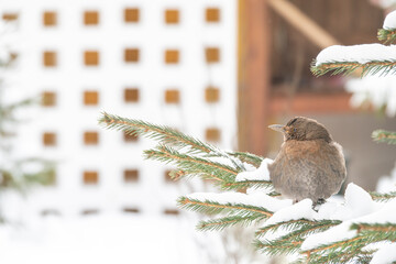 songbird sits by the window on a tree during a big dream of snowfall