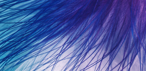 Abstract blurred bird feather background in blue magenta colors