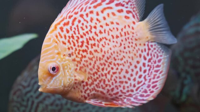 Symphysodon discus fish swiming in aquarium. 4K footage Checker red colors. Aquaria concept