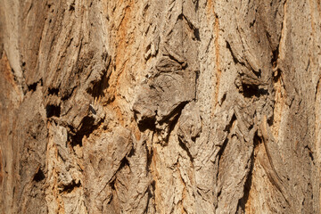 Braune Baumrinde, Borke, Holztextur, Hintergrund, Deutschland, Europa