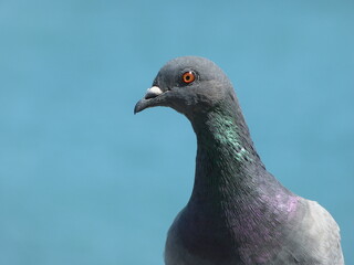 close up of a pigeon