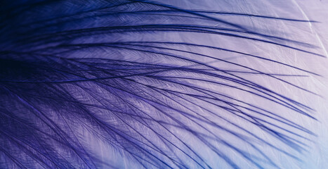 Abstract blurred bird feather background in blue magenta colors