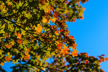 秋 もみじ 枯れ葉 紅葉 グリーン 赤い