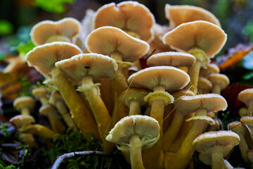 Agaric honey mushrooms