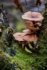 Agaric honey mushrooms