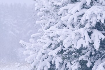 Spruce branches with snow. Winter festive background. Evergreen Christmas tree pine branches covered with snow.