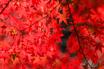 紅葉(マクロ)　西渓公園　佐賀県多久市　Autumn leaves Seikei park Saga-ken Taku city