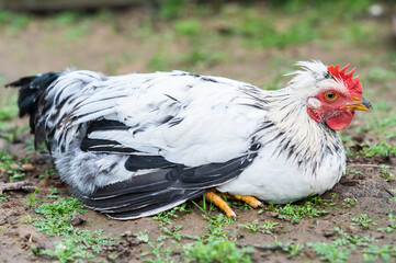 Young cream crested legbar chicken browsing outdoors in the garden, selective focus