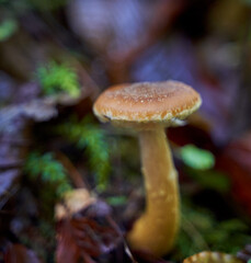 Agaric honey mushrooms