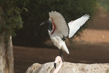 Ibis is a brand of economy hotels owned by Accor. Created in 1974, Ibis became Accor's economy...