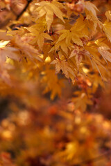 Autumn in an urban park