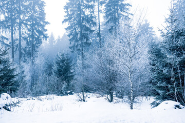 Cold winter scene in the forest.