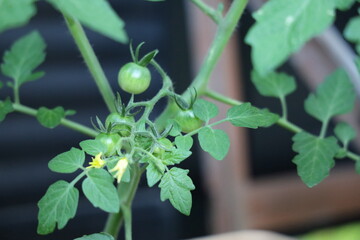 green tomato