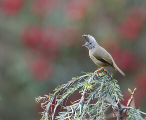 Stripe-throated Yuhina, Yuhina gularis