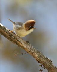 Whiskered Yuhina, Yuhina flavicollis