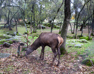 ciervo en el bosque 