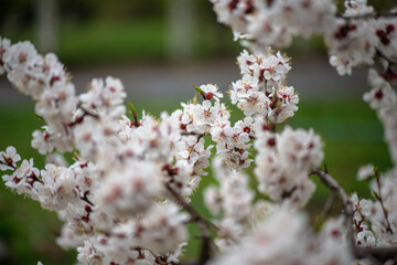 Nice white apricot spring flowers branch macro photography nature awakening