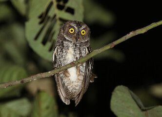 Banggai Scops Owl, Otus mendeni