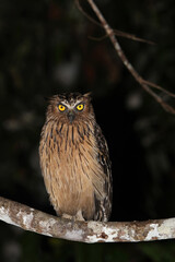 Buffy fish owl, Ketupa ketupu